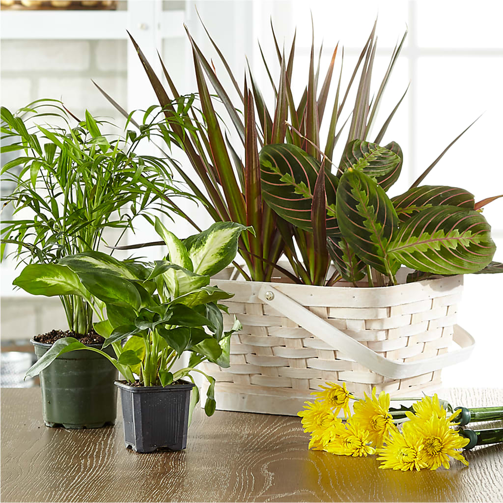 Florist Designed Blooming and Green Plants in a Basket – Dalias Flowers, Cornelius NC