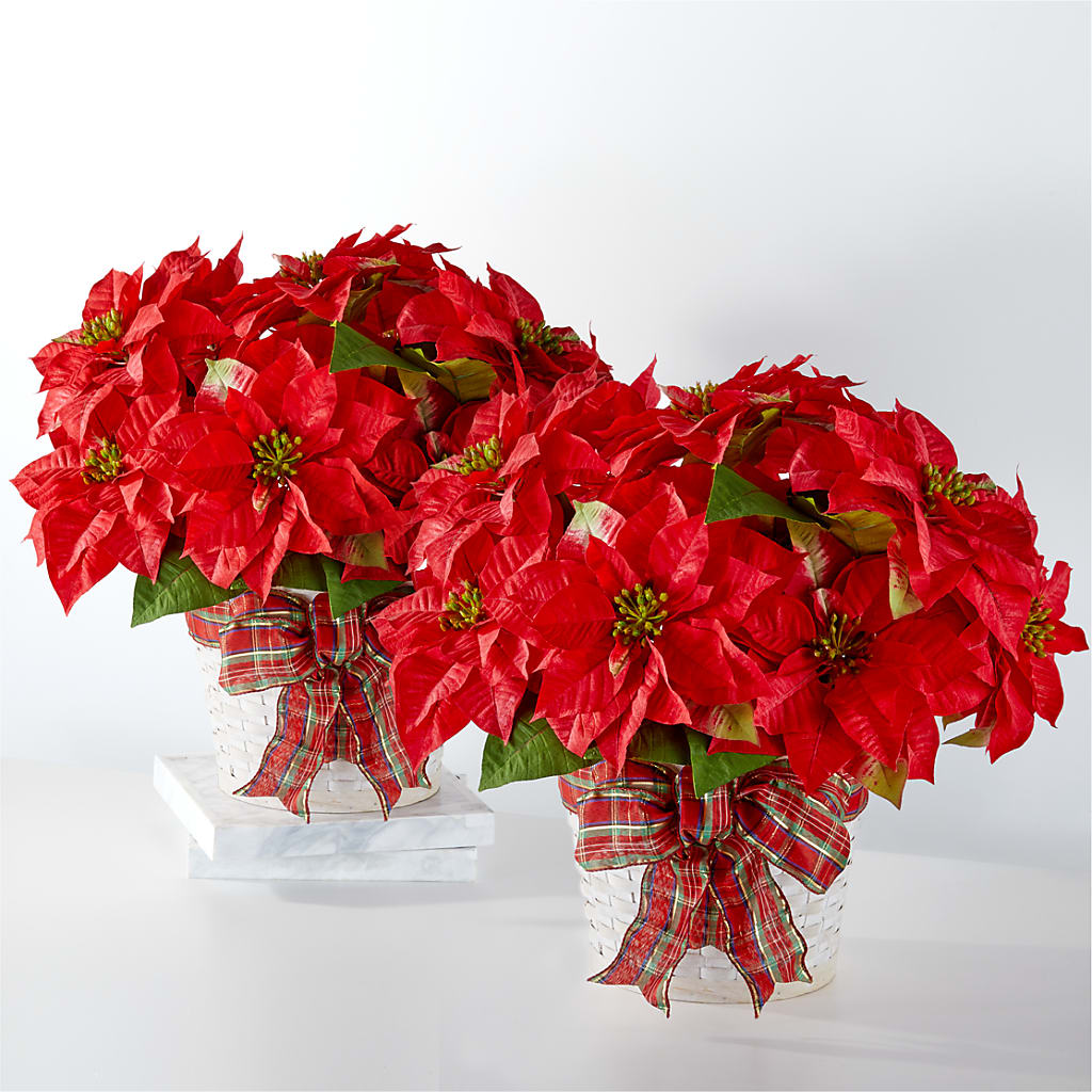 Happiest Holidays Poinsettia Bundle – Dalias Flowers, Cornelius NC