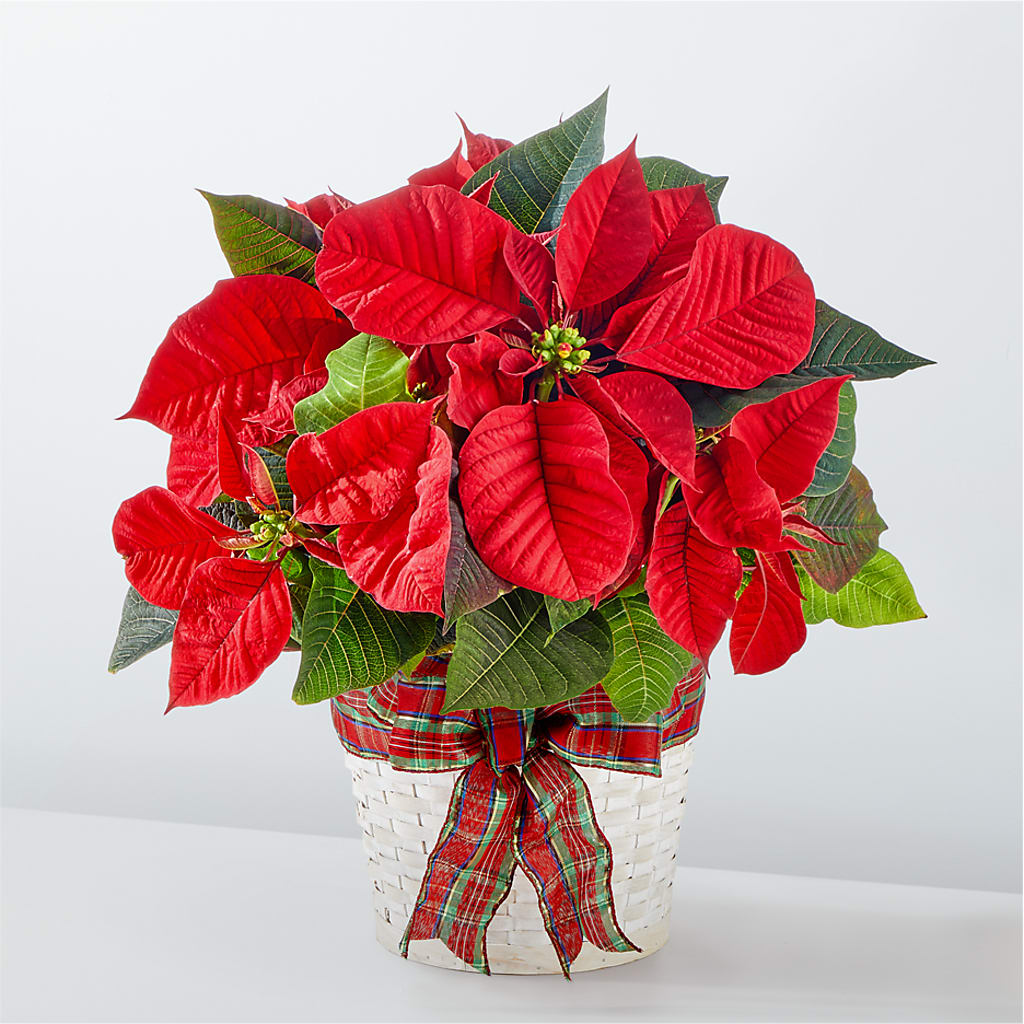 Happiest Holidays Poinsettia – Dalias Flowers, Cornelius NC