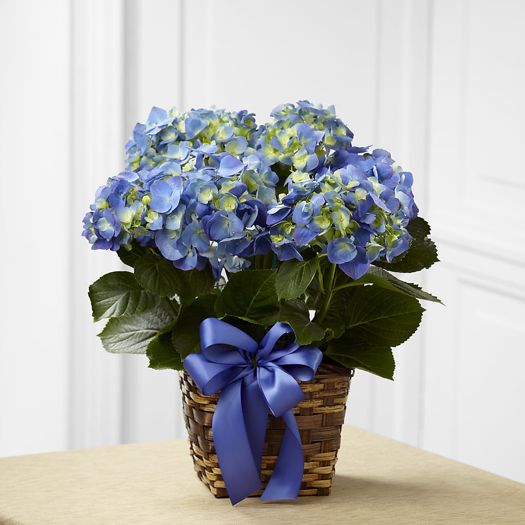 Blue Hydrangea Planter – Dalias Flowers, Cornelius NC