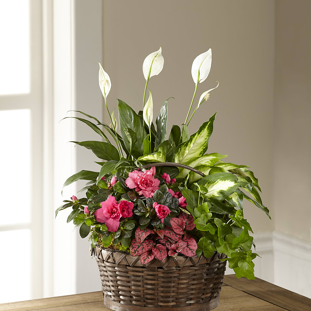 Dream in Pink Dishgarden – Dalias Flowers, Cornelius NC