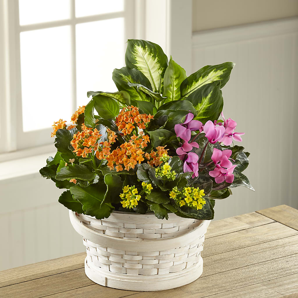 Color Crush Dishgarden – Dalias Flowers, Cornelius NC
