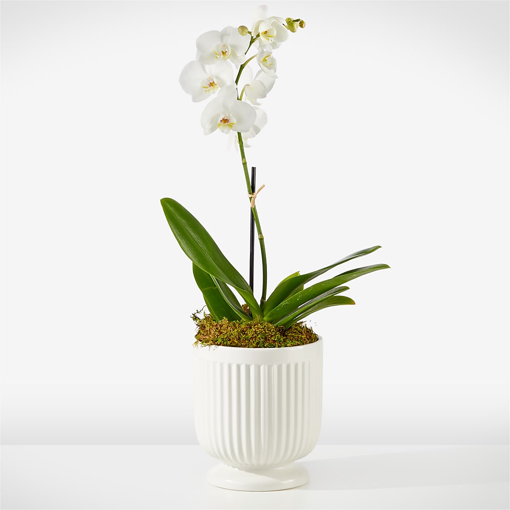 Whispering White Orchid – Dalias Flowers, Cornelius NC
