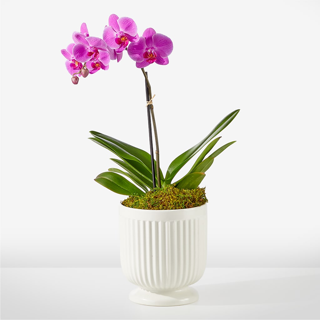 Friendly Fuchsia Orchid – Dalias Flowers, Cornelius NC