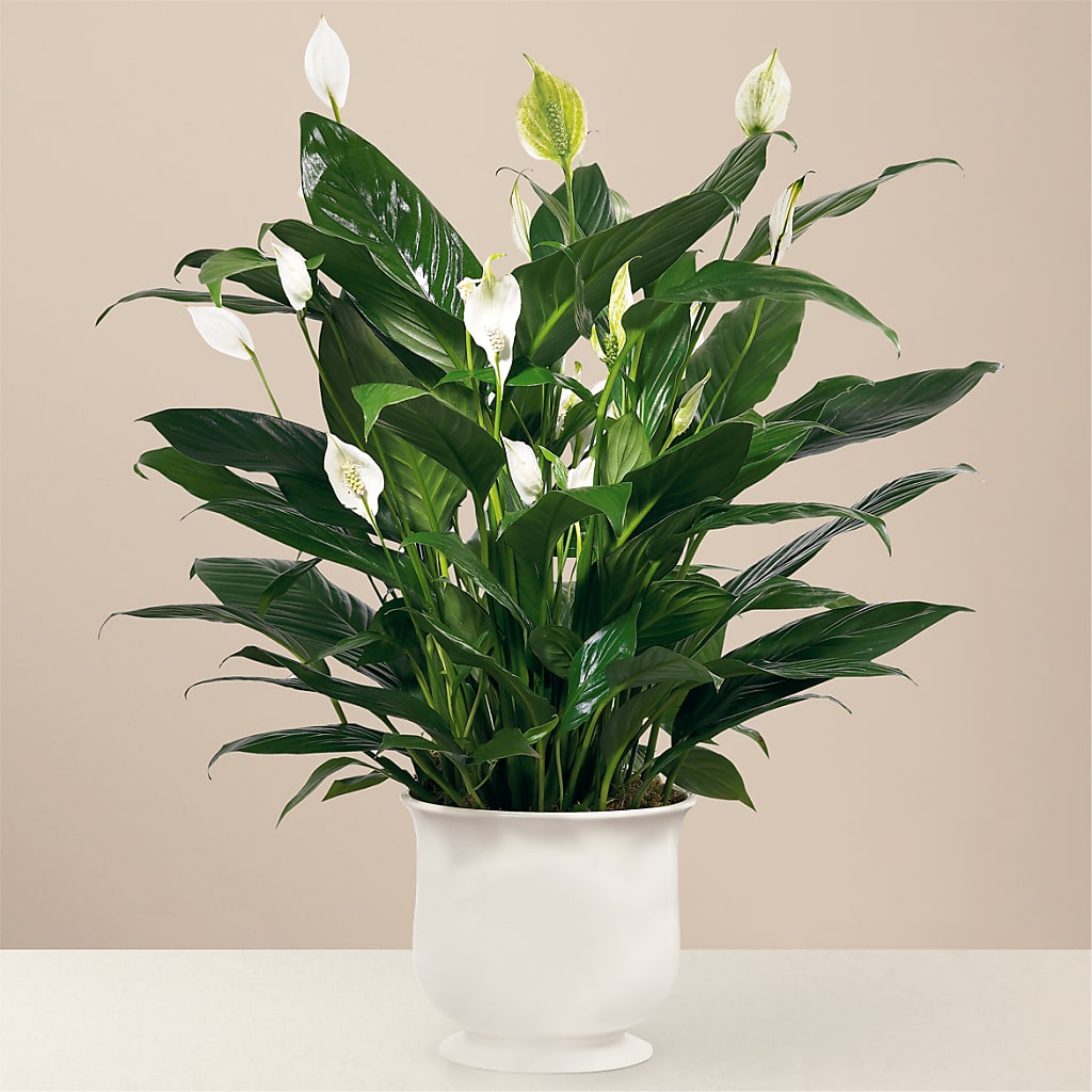 Comfort Planter – Dalias Flowers, Cornelius NC