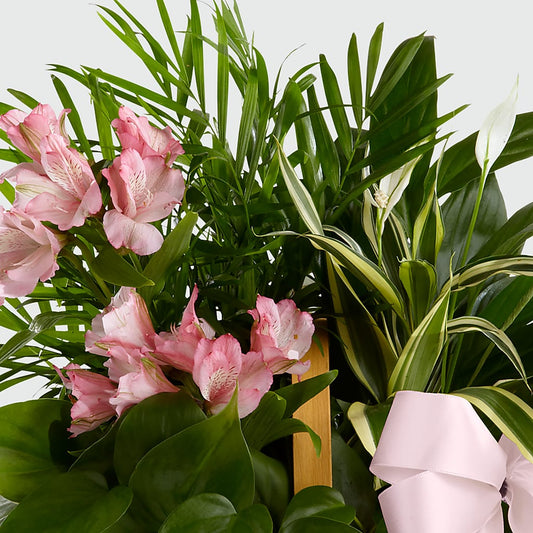 Living Spirit Dishgarden – Dalias Flowers, Cornelius NC