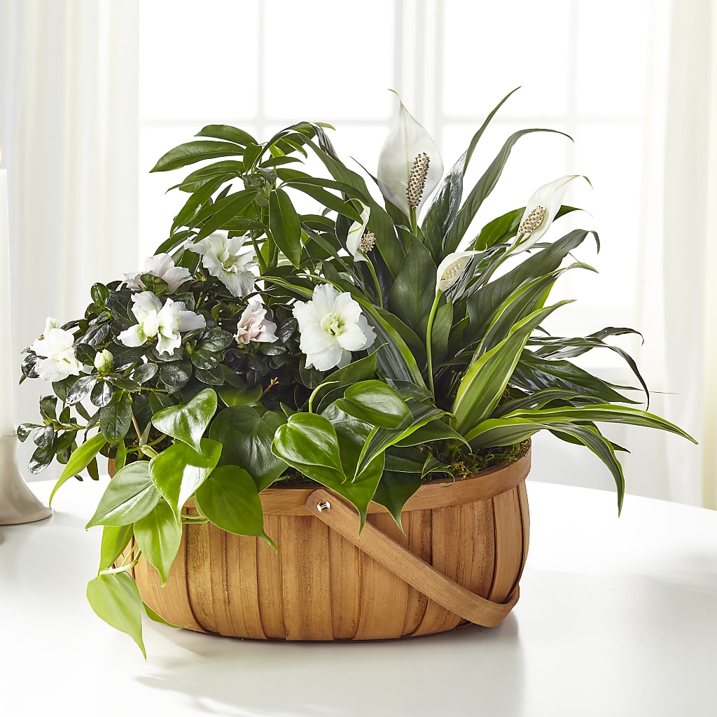 Serene Dishgarden – Dalias Flowers, Cornelius NC
