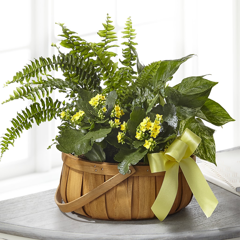 Always Dear Dishgarden – Dalias Flowers, Cornelius NC