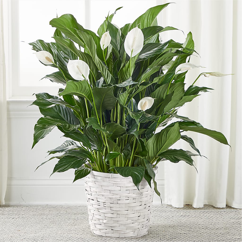 A New Leaf Peace Lily – Dalias Flowers, Cornelius NC