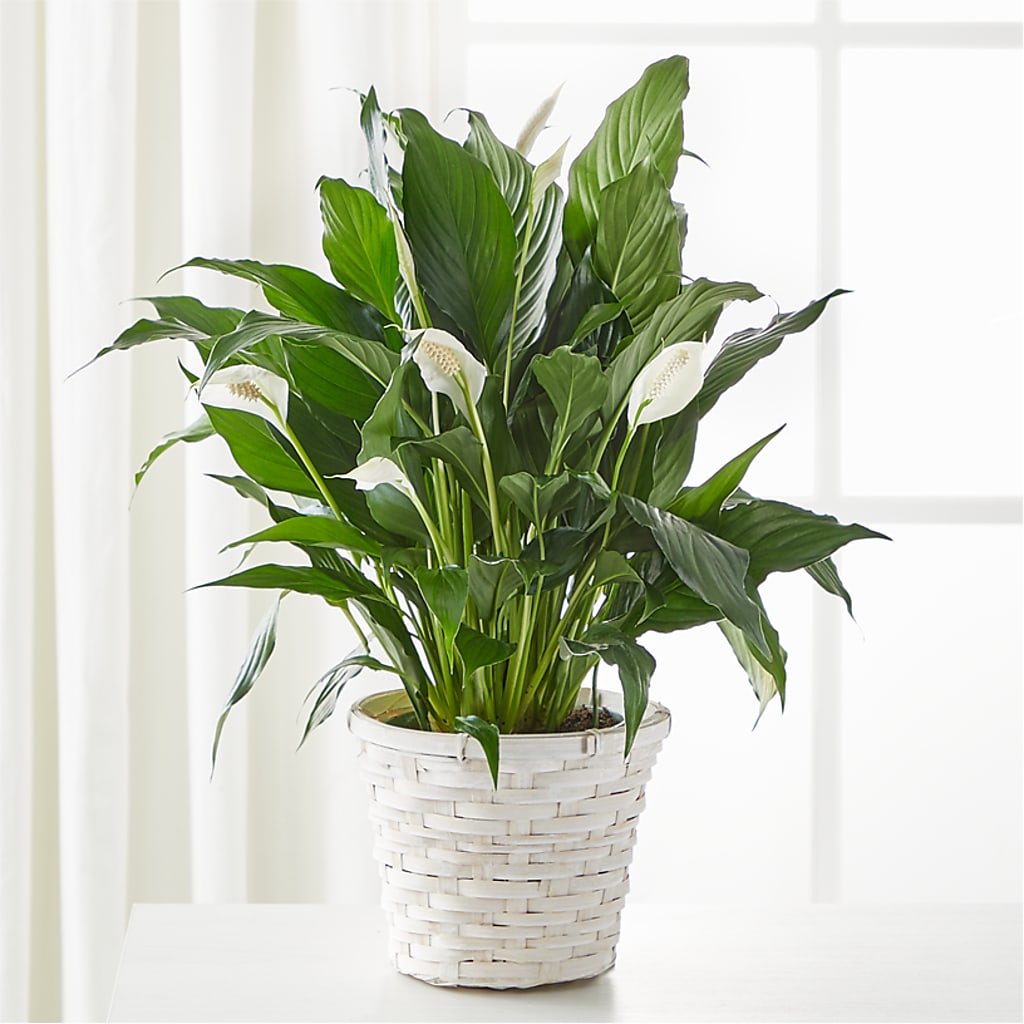 A New Leaf Peace Lily – Dalias Flowers, Cornelius NC