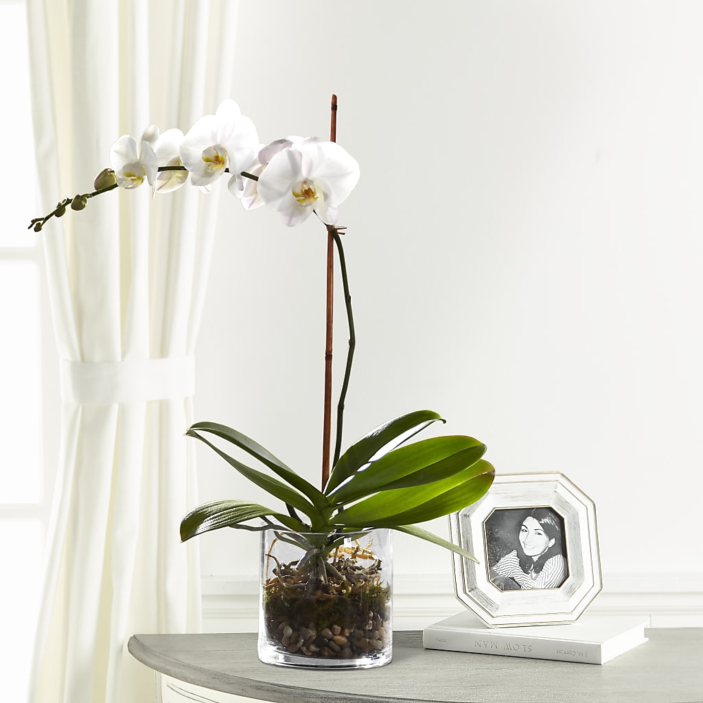 White Orchid Planter – Dalias Flowers, Cornelius NC