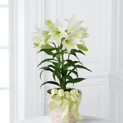 Easter Lily Plant –  Dalias Flowers, Cornelius NC