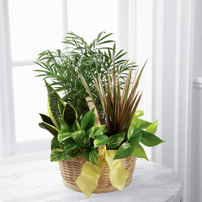 French Garden –  Dalias Flowers, Cornelius NC