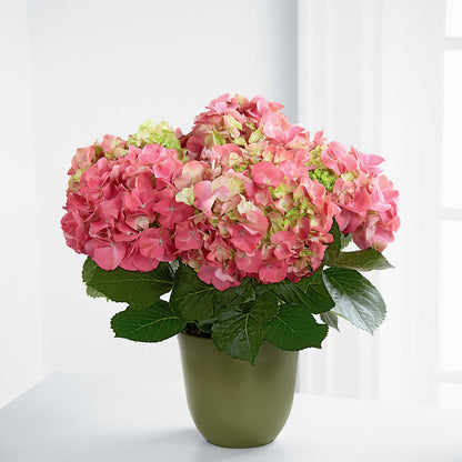 Pink Hydrangea Planter –  Dalias Flowers, Cornelius NC