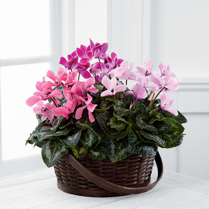 Mixed Cyclamen Planter –  Dalias Flowers, Cornelius NC
