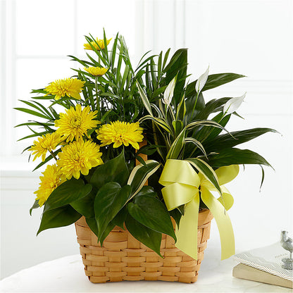 Loving Light Dishgarden –  Dalias Flowers, Cornelius NC