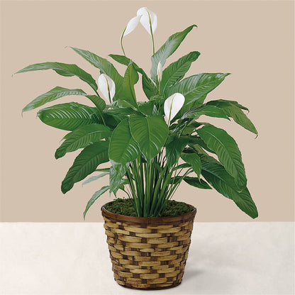 Tranquil Moments Peace Lily Plant –  Dalias Flowers, Cornelius NC