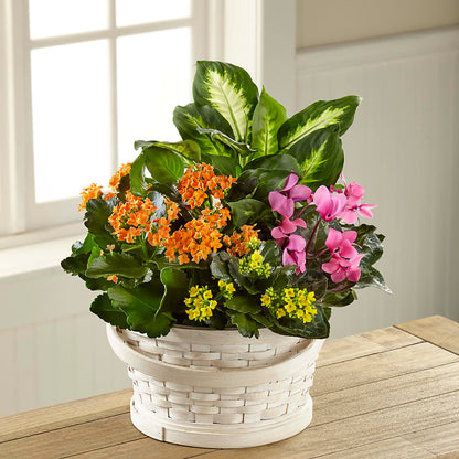 Color Crush Dishgarden –  Dalias Flowers, Cornelius NC