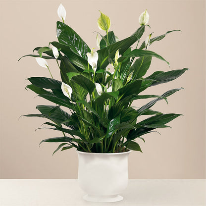 Comfort Planter –  Dalias Flowers, Cornelius NC