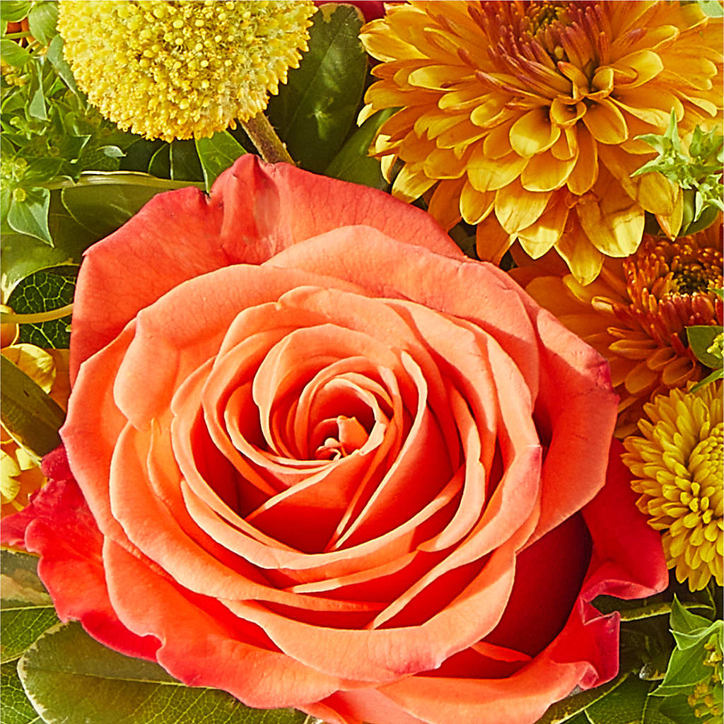 Gourdgeous Pumpkin –  Dalias Flowers, Cornelius NC