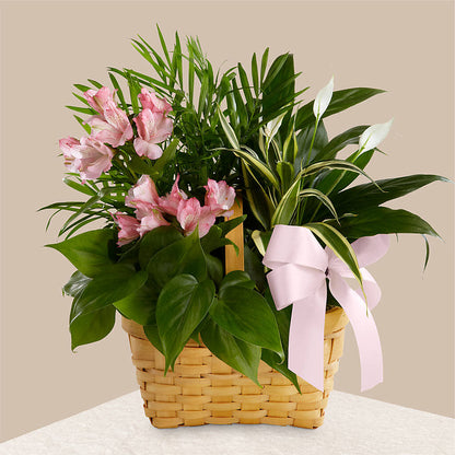 Living Spirit Dishgarden –  Dalias Flowers, Cornelius NC