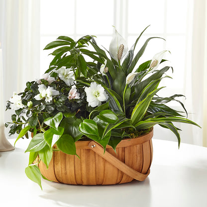 Serene Dishgarden –  Dalias Flowers, Cornelius NC