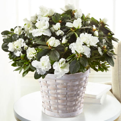 White Azalea Plant –  Dalias Flowers, Cornelius NC