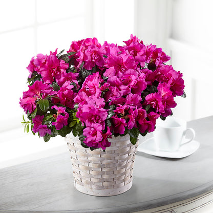 Hope & Serenity Azalea Plant –  Dalias Flowers, Cornelius NC