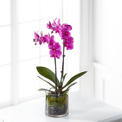 Pink Orchid Plant –  Dalias Flowers, Cornelius NC