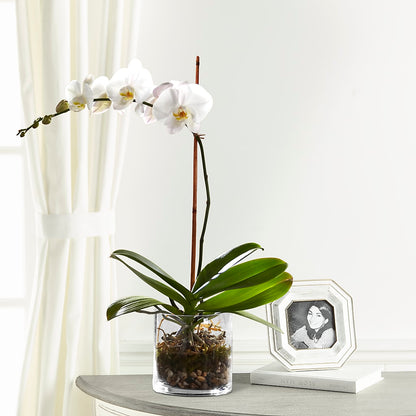 White Orchid Planter –  Dalias Flowers, Cornelius NC
