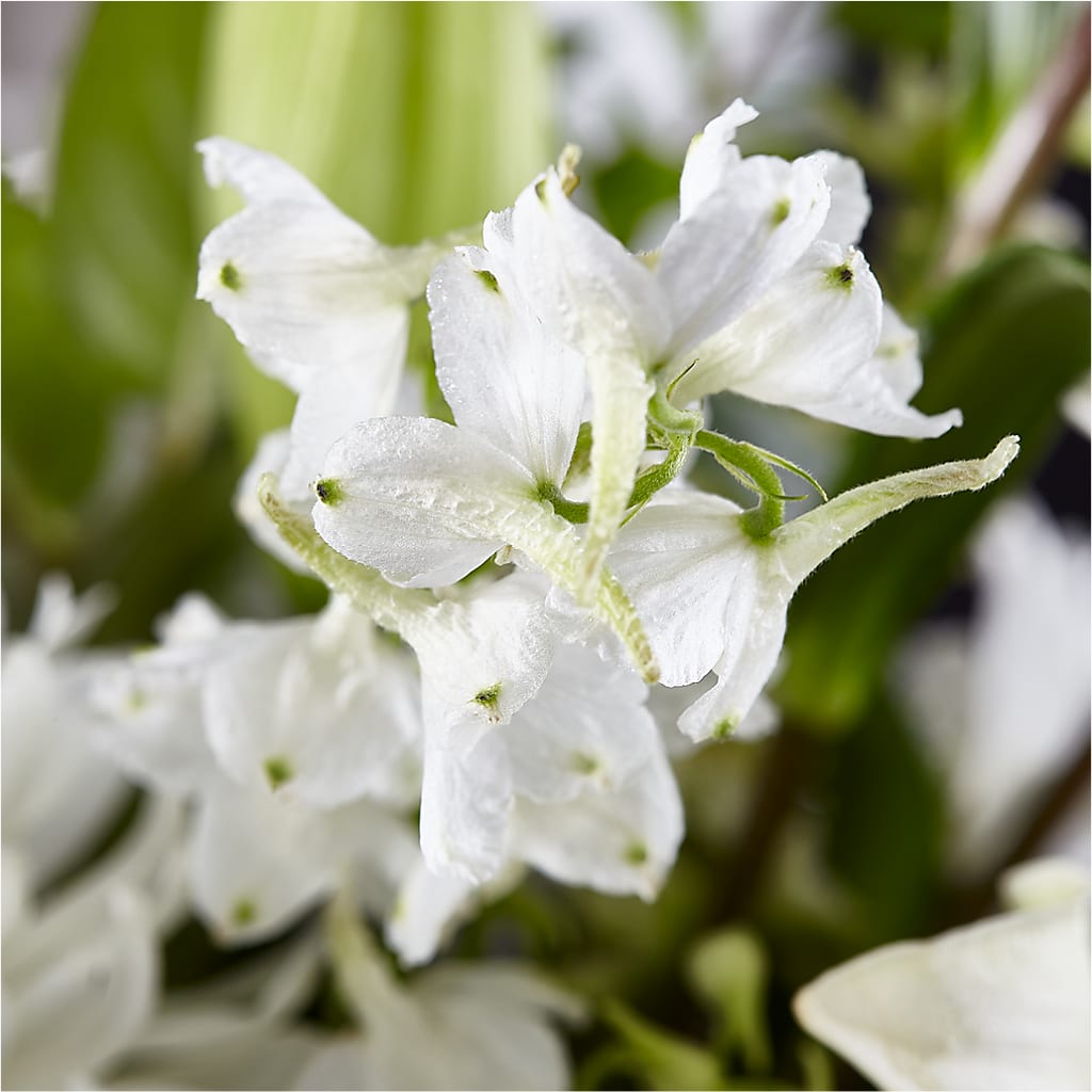 Classic Ivory – A Florist Original –  Dalias Flowers, Cornelius NC